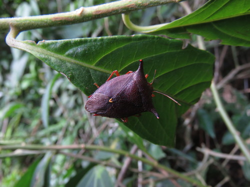 Taurocerus edessoides edessoides