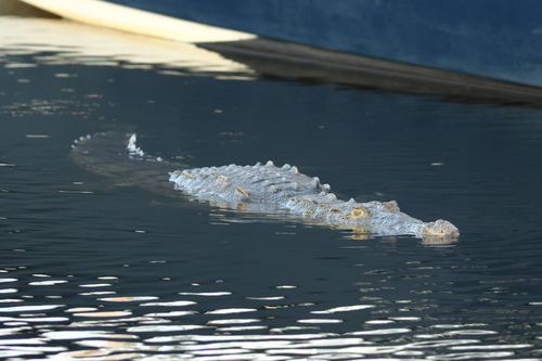American Crocodile photographed in Florida