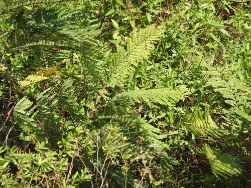 Peltophorum dubium