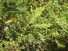 Peltophorum dubium