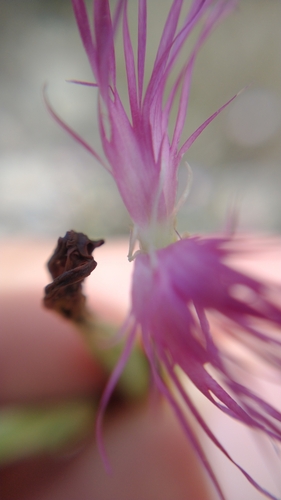 Image of Brotero's Pink (Dianthus broteri) by (c) Gijs Romijn, some rights reserved (CC BY)