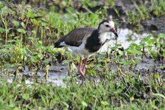Vanellus crassirostris