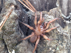 Myrmekiaphila comstocki