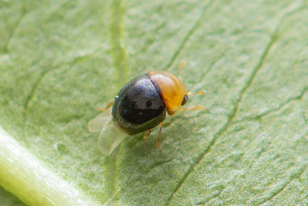 Cybocephalidae