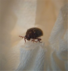 Cyphanobium illustre