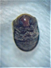 Cyphanobium illustre