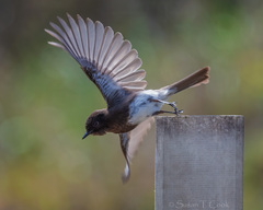 Black Phoebe photo 6