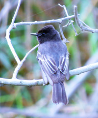 Black Phoebe photo 4