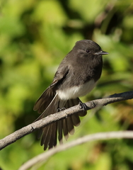Black Phoebe photo 3