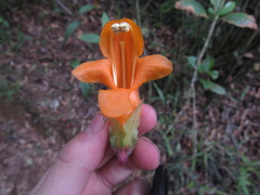 Columnea strigosa