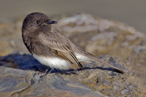Black Phoebe, photo 10 of 10