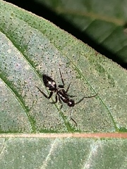 Camponotus sexguttatus
