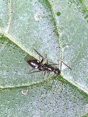 Camponotus sexguttatus