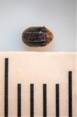 Cyphanobium illustre