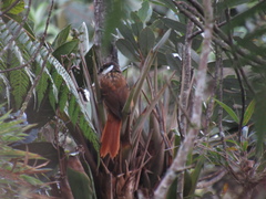 Pseudocolaptes boissonneautii