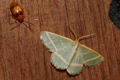 Mixocera latilineata