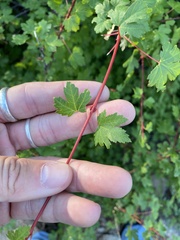 Acer glabrum