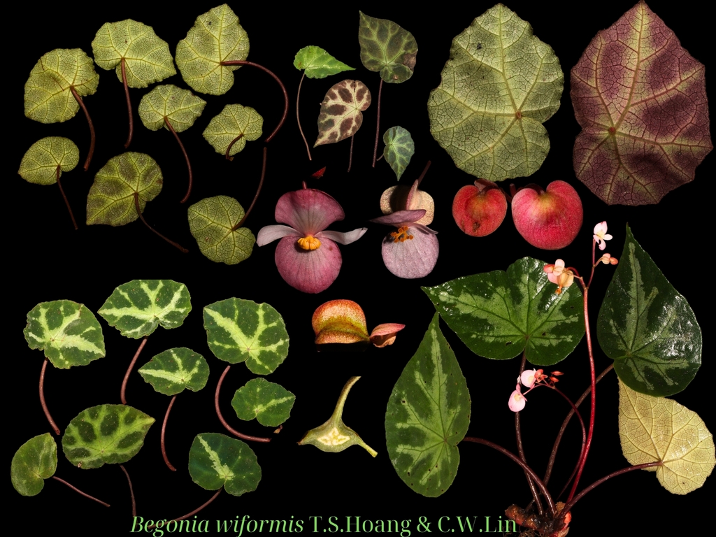 Begonia wiformis (Begonia wiformis)