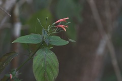 Dicliptera sciadephora