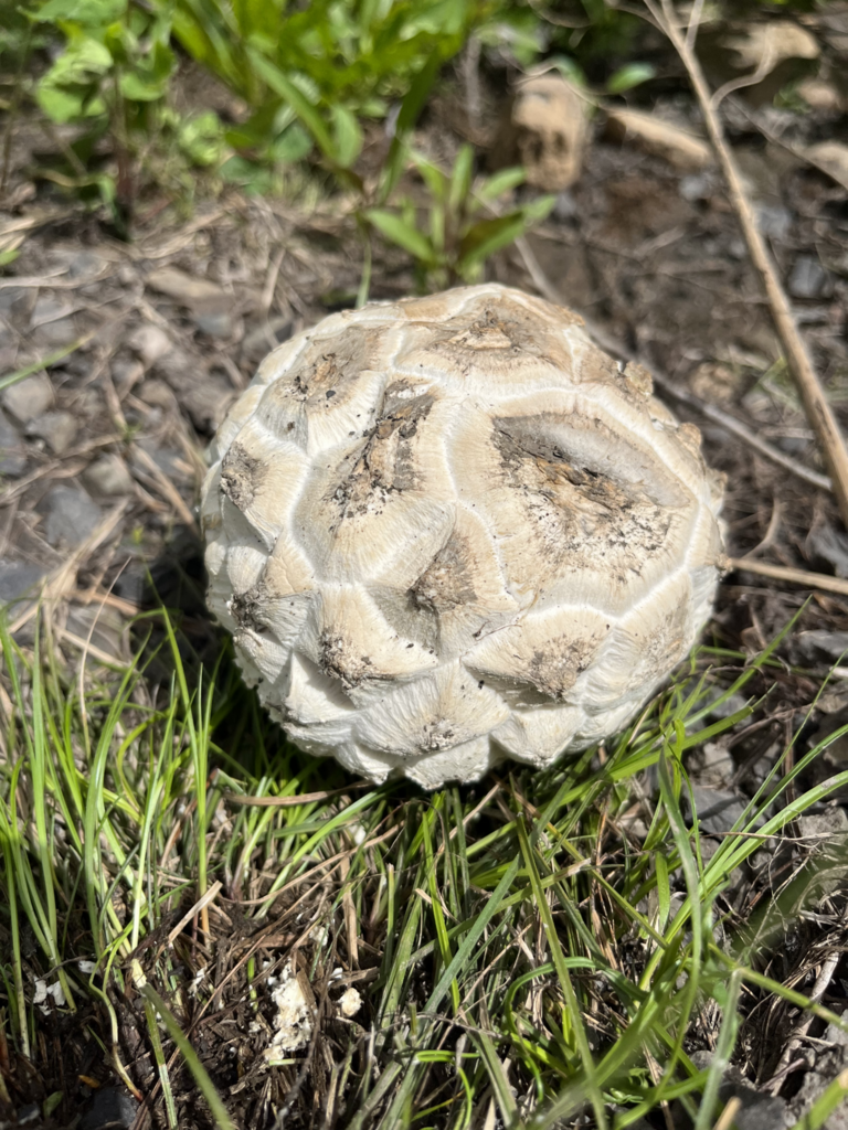 Calbovista subsculpta from Adams County, ID, USA on June 17, 2023 at 02 ...