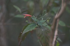 Dicliptera sciadephora