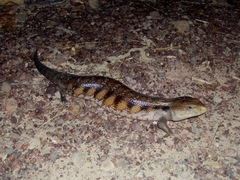 Tiliqua scincoides intermedia