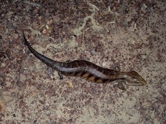 Tiliqua scincoides intermedia