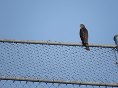 Accipiter cooperii