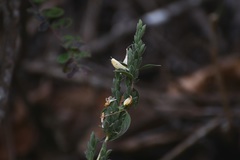 Henrya insularis