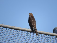 Accipiter cooperii
