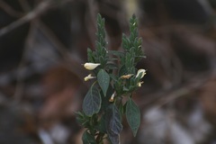 Henrya insularis