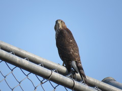 Accipiter cooperii