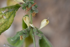 Henrya insularis