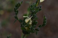 Henrya insularis