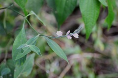 Justicia breviflora