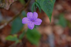 Ruellia breedlovei