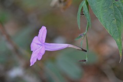 Ruellia breedlovei