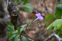 Ruellia breedlovei