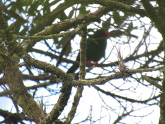 Chlorornis riefferii