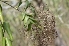 Rhus vestita
