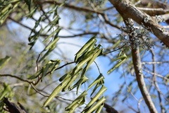 Rhus vestita