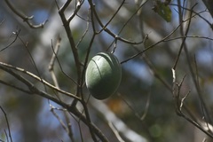 Marsdenia gualanensis