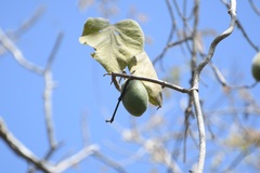 Marsdenia gualanensis