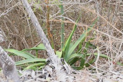Agave kewensis