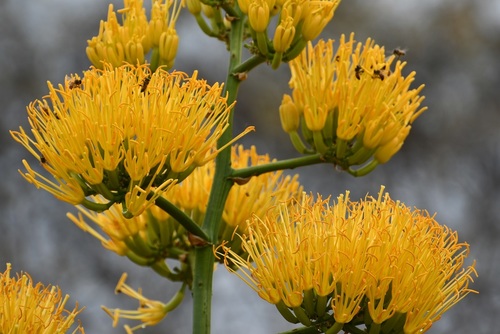 Agave kewensis