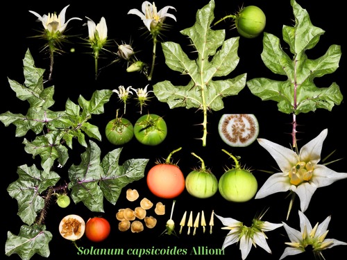 Solanum capsicoides