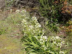 Toxicoscordion fremontii