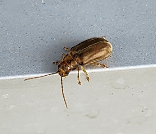 Viburnum Leaf Beetle photo 5