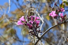Fridericia chica