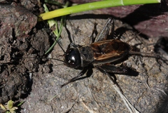 Gryllus multipulsator